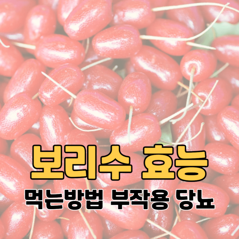 보리수 효능 먹는방법 부작용 당뇨, 쉽게 알려드릴게요