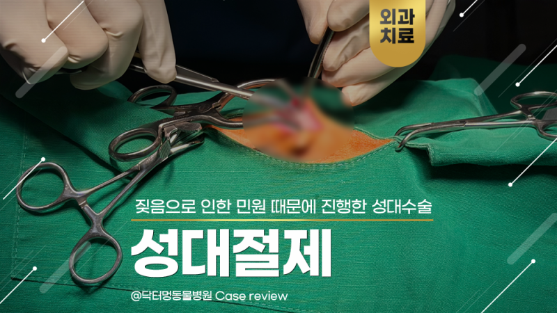 강아지가 너무 짖어요... 반복된 민원으로 선택한 강아지 성대수술 후기 | 닥터멍동물병원