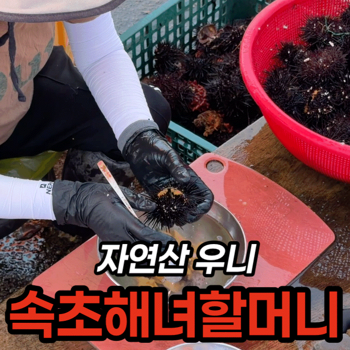  속초 해녀할머니 우니 후기, 동명항 문자 예약 방법