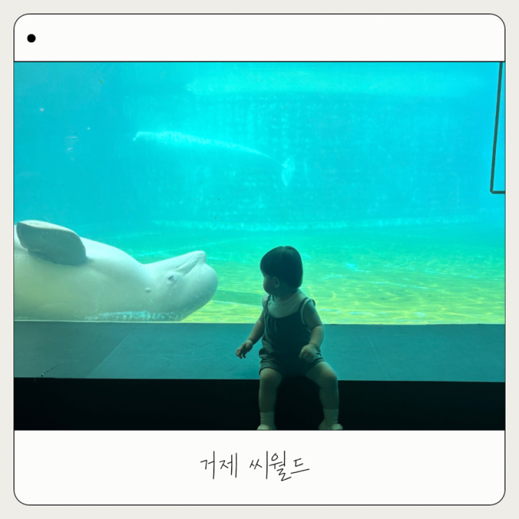  [씨월드] 아기랑 거제 가볼 만한 곳 | 벨루가 공연시간