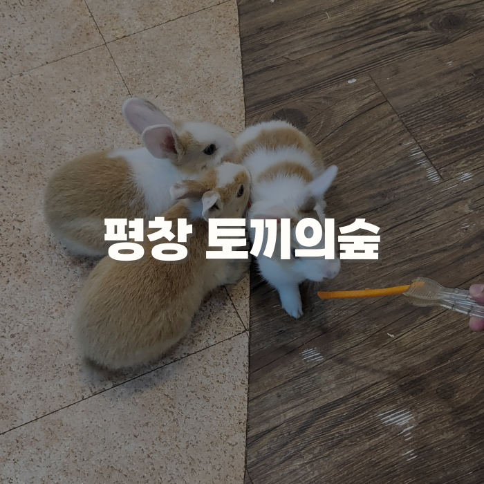 평창 아기랑 가볼만한곳 평창동물원 토끼의숲
