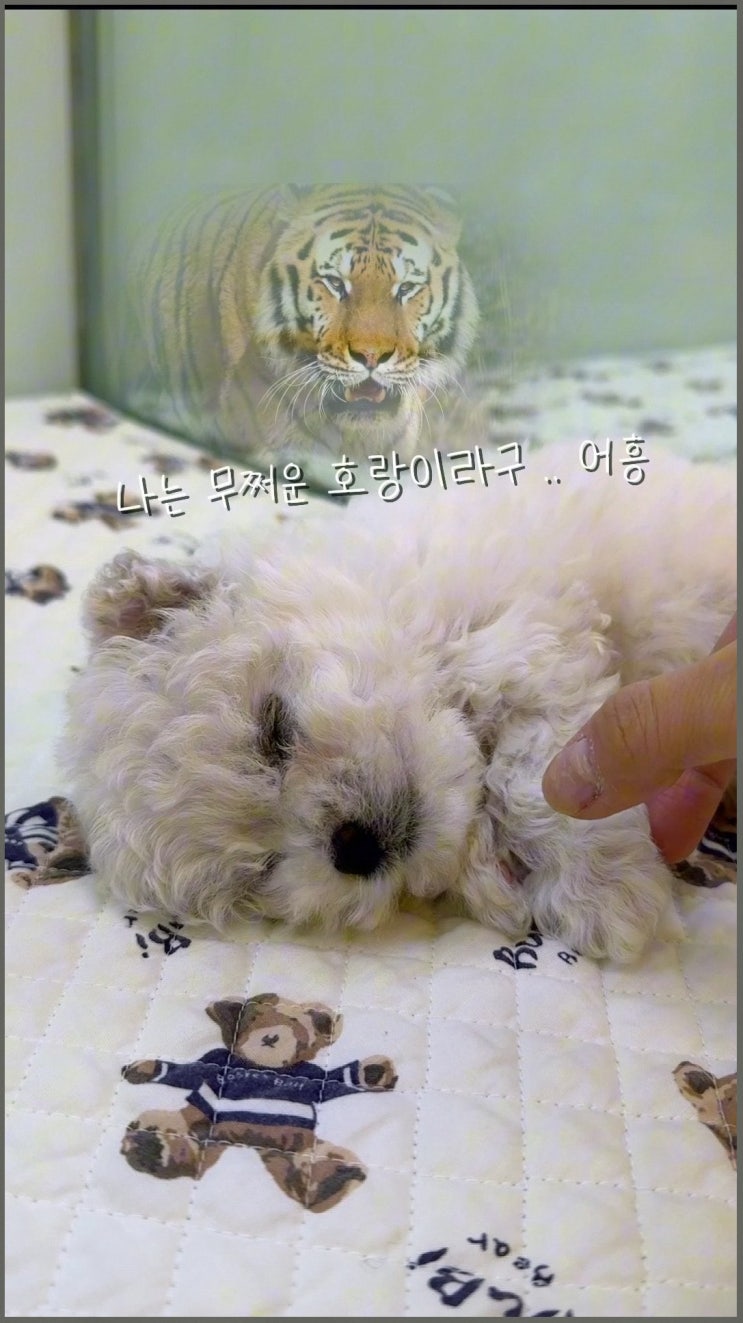  몇 달간 알아본 끝에 선택한 말티푸 분양, 화성비숑 분양도 신경 쓴 이야기네요