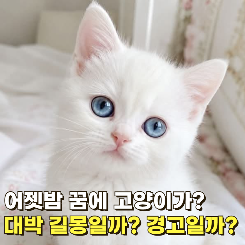"어젯밤 꿈에 고양이가?" 소름 돋는 상황별 고양이 꿈해몽 TOP 5 (새끼 고양이, 검은 고양이 꿈)