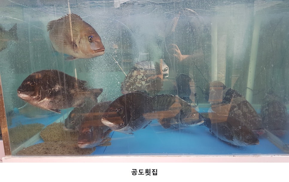 공도횟집 사진 4