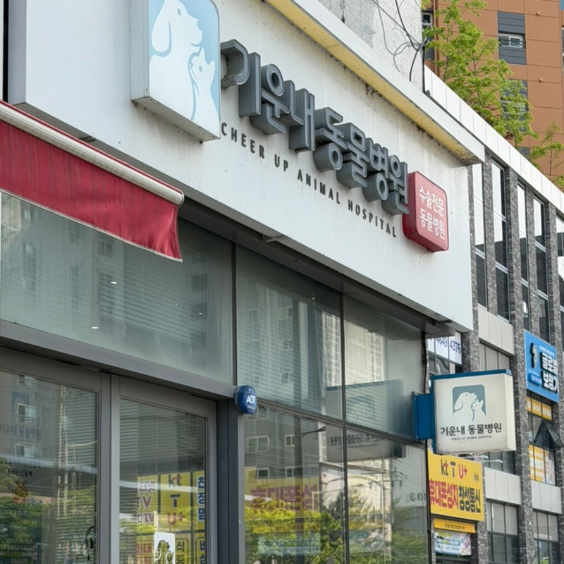 [광주 기운내동물병원]강아지 슬개골탈구 양쪽다리 수술 후기