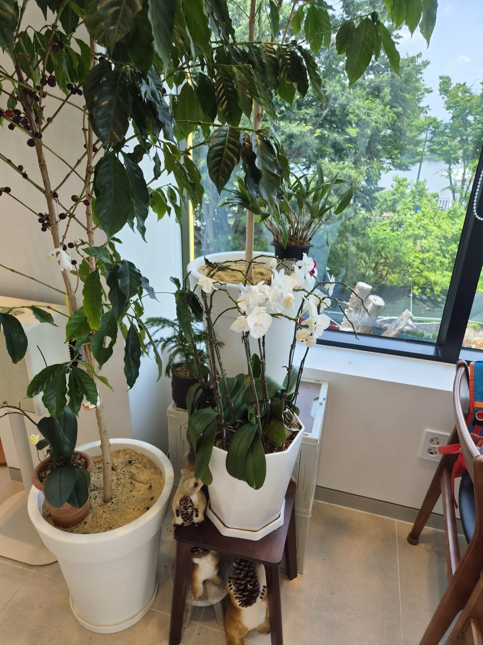 루프트리 사진 4