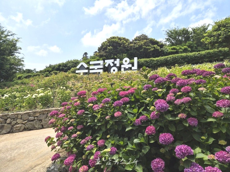 신안군 바다 건너 만나는 형형색색 수국, ‘2026 섬 수국축제’ 개막