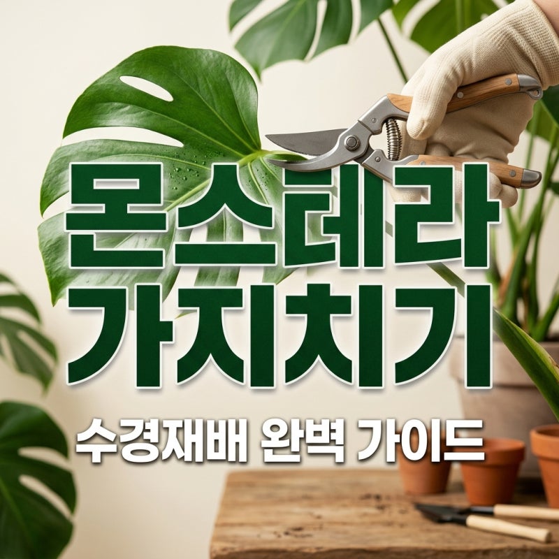 몬스테라 가지치기 방법 수경재배까지 실패 없는 꿀팁 정리
