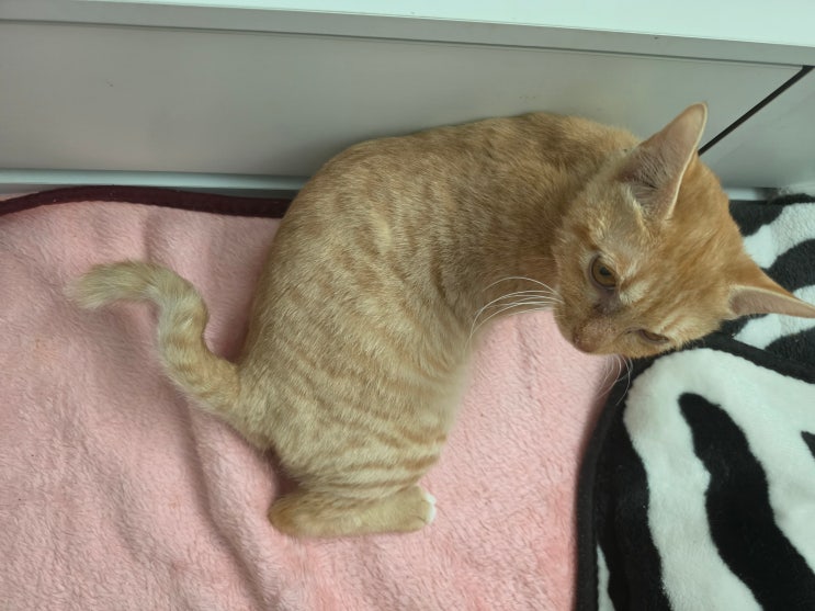 고양이 눈꼽이 많아져 모래 교체를 고민했어요