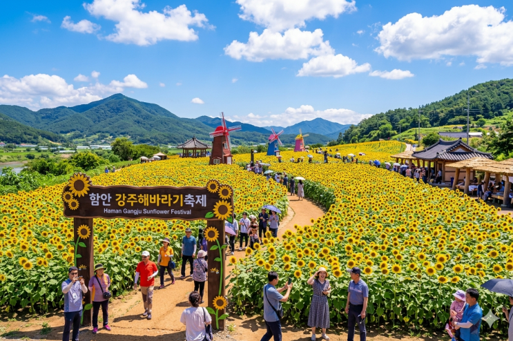  2026 함안 강주해바라기축제 총정리｜일정·입장료·주차·맛집·카페·당일치기 코스