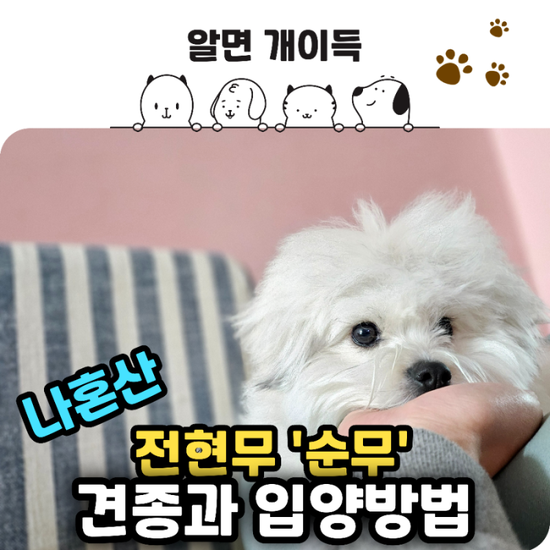 전현무 강아지 순무, 견종과 입양 방법 알아보기