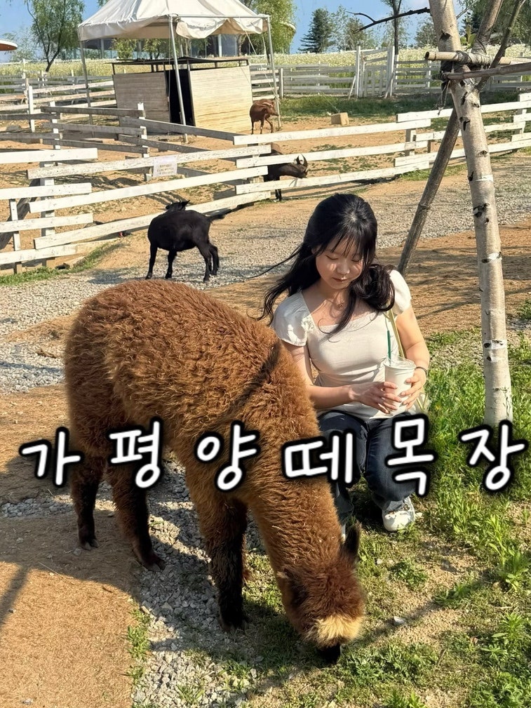 [서울 근교 아기랑 가볼만한 곳] 가평양떼목장 (입장료, 카페, 주차, 커플 데이트 코스 나들이....