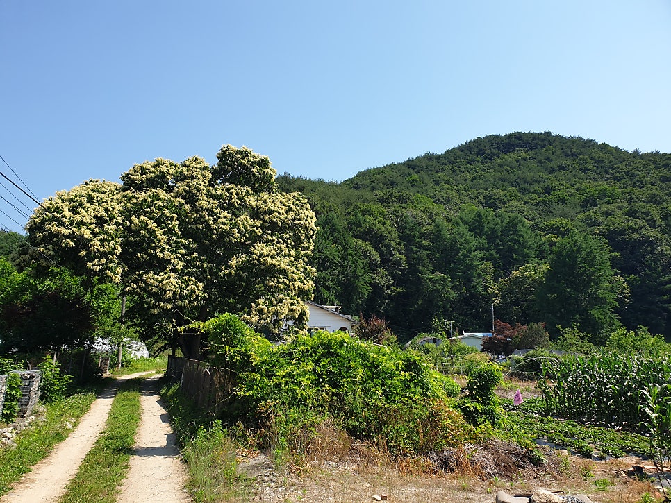 Bomnaegil 3koseu(seokparyeongneomigil) photo 5