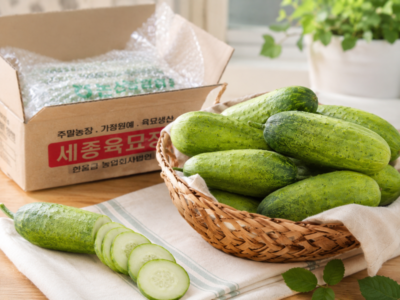 미니오이 먹는법과 피클 활용법, 아삭한 여름 오이 구매 전 확인할 점