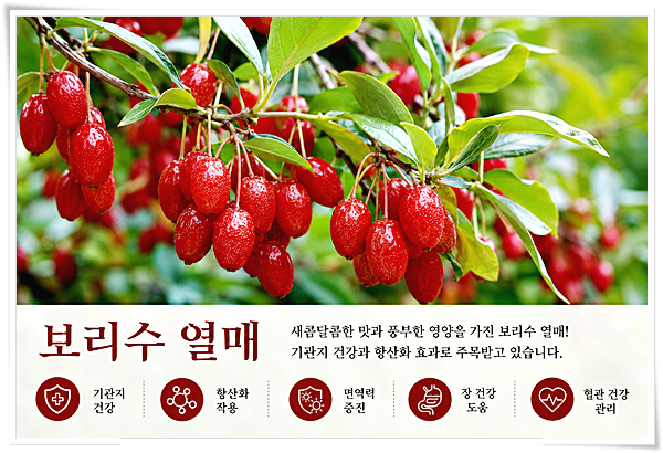 보리수 효능 7가지, 기관지 건강에 좋다는 말 사실일까?