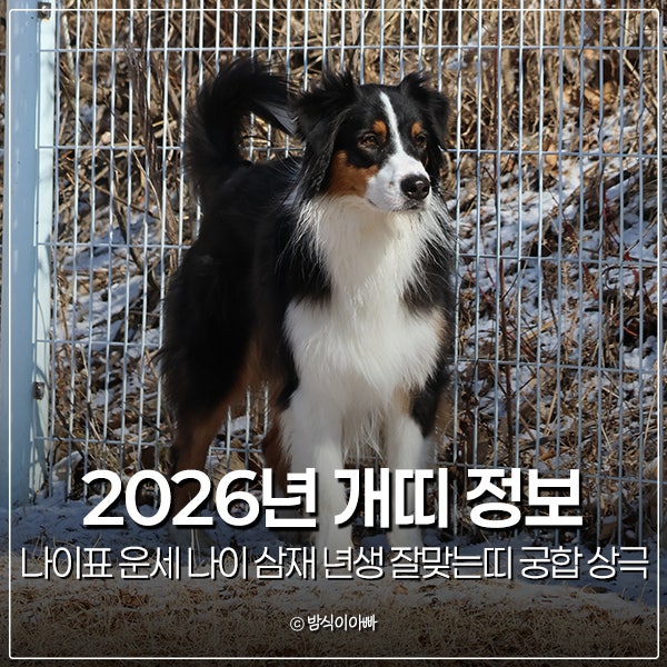 2026년 개띠 나이표 운세 나이 삼재 년생 개띠와잘맞는띠 궁합 상극