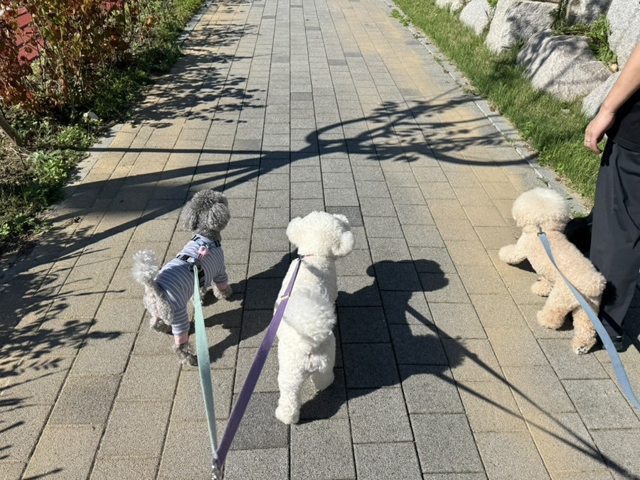 등나무집 사진 1
