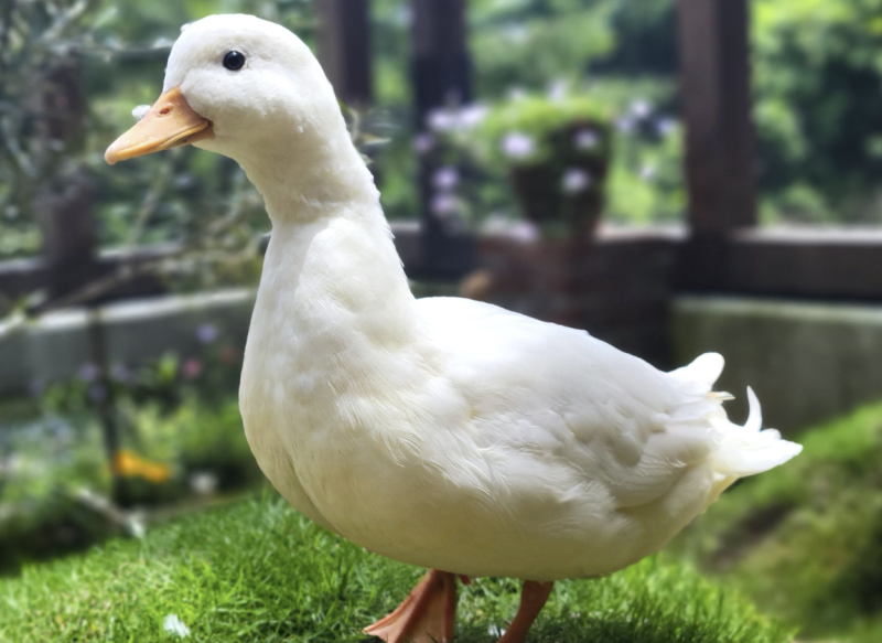 오리도 산책을 한다고? 콜덕 키우기 알아봤어요