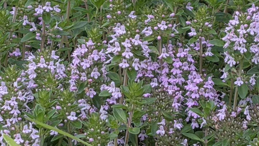 백리향 사진 6
