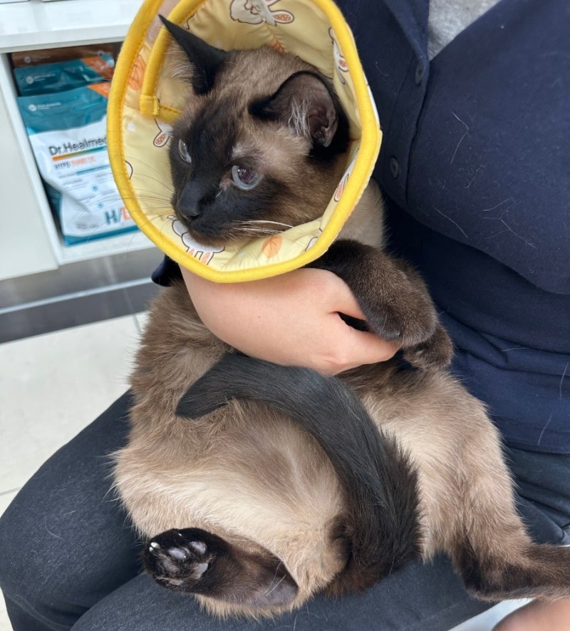 7살 고양이 건강검진 비용 & 스케일링 비용 | 필수 검진만 하면 얼마 나올까? (+고양이 신장 보....