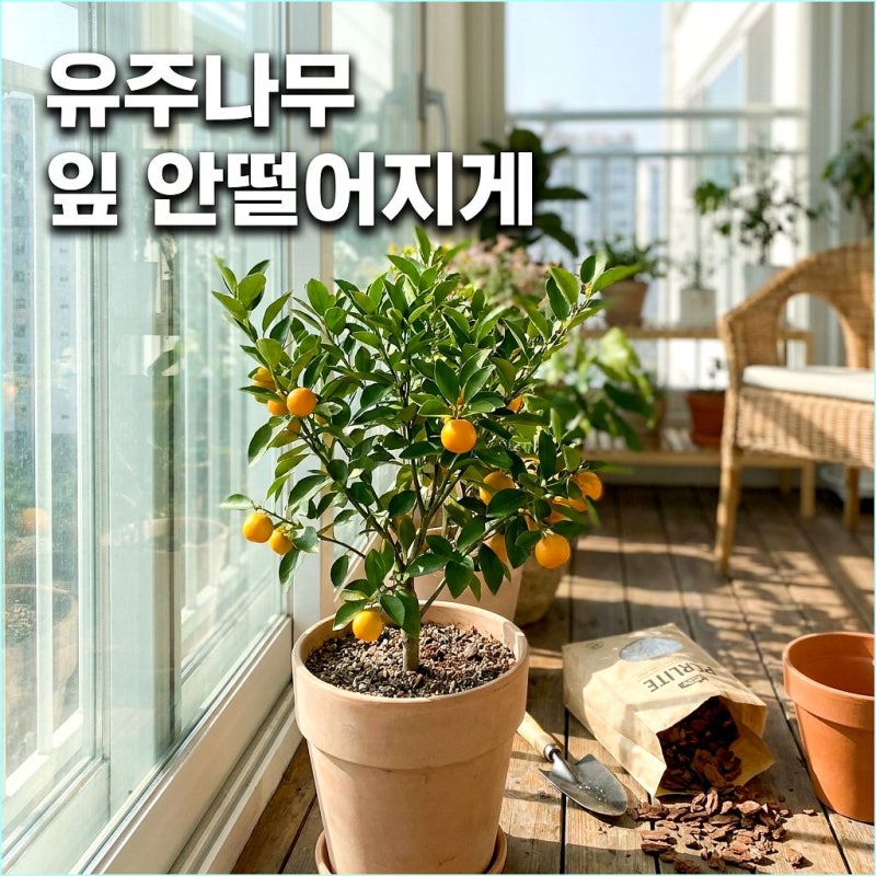 와르르 떨어지는 잎과 열매, 유주나무 키우기 일조량 6시간의 비밀