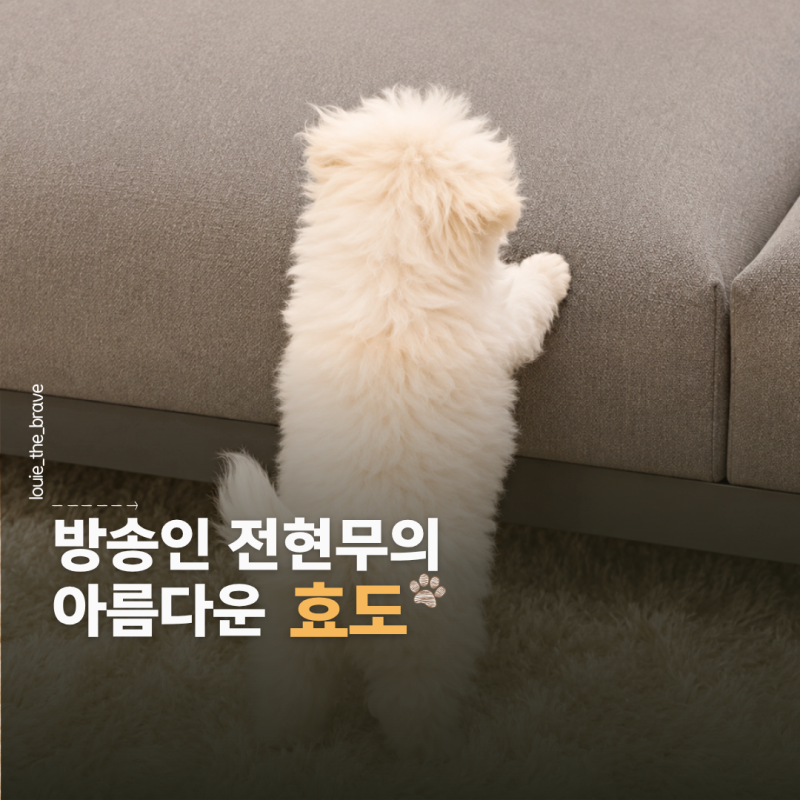 전현무 강아지 순무 견종, 번식장 구조견에서 손주가 되기까지