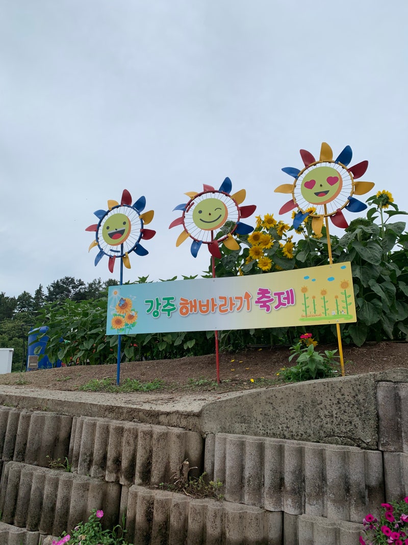 함안 가볼만한곳 모음 - 무진정, 강주 해바라기축제