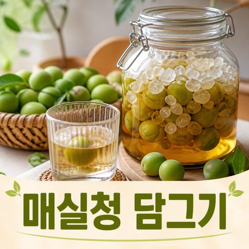 매실청 담그기 보관부터 담그는 시기까지 완벽 정리