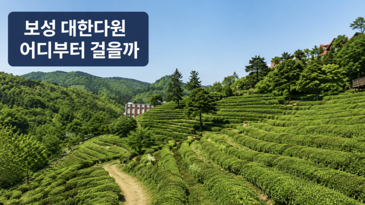  보성 대한다원 산책코스, 삼나무숲길부터 전망대까지