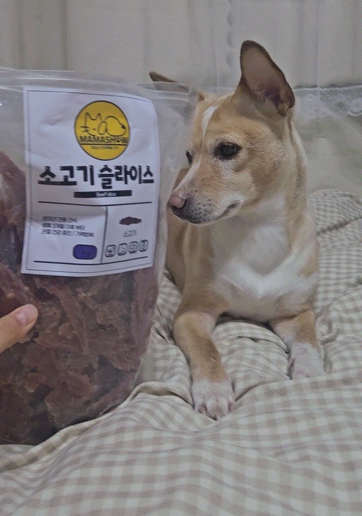 중형견 대형견 대용량 간식 추천 마마쇼 소고기 슬라이스｜급여 가이드 정리 ｜내돈내산