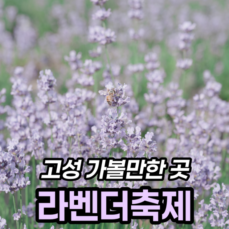  고성 라벤더축제 하늬라벤더팜 후기, 6월 14일 개화 상황