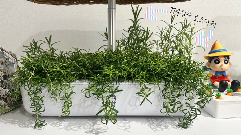 다이소 로즈마리 키우기: 식물재배기로 키우기