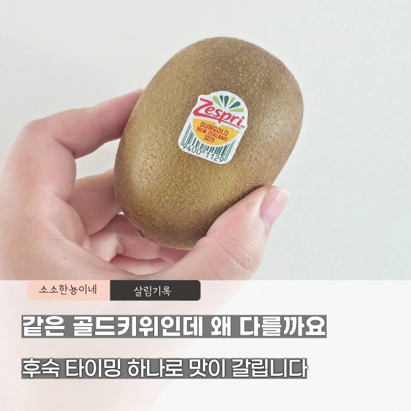 골드키위 달콤함 차이 이렇게 난다고? 후숙 보관법 하나로 완전히 달라집니다