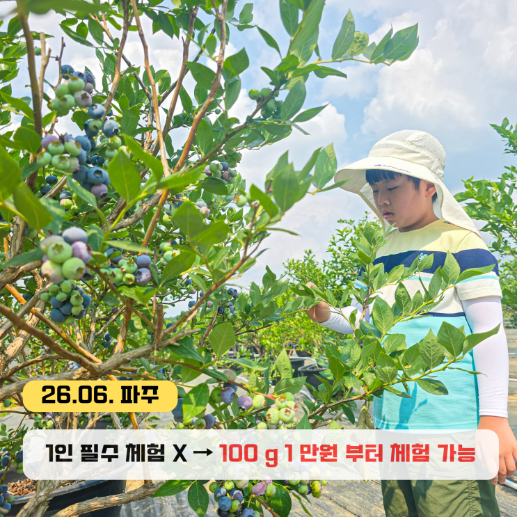  파주 가볼만한곳 블루베리체험농장 드림팜