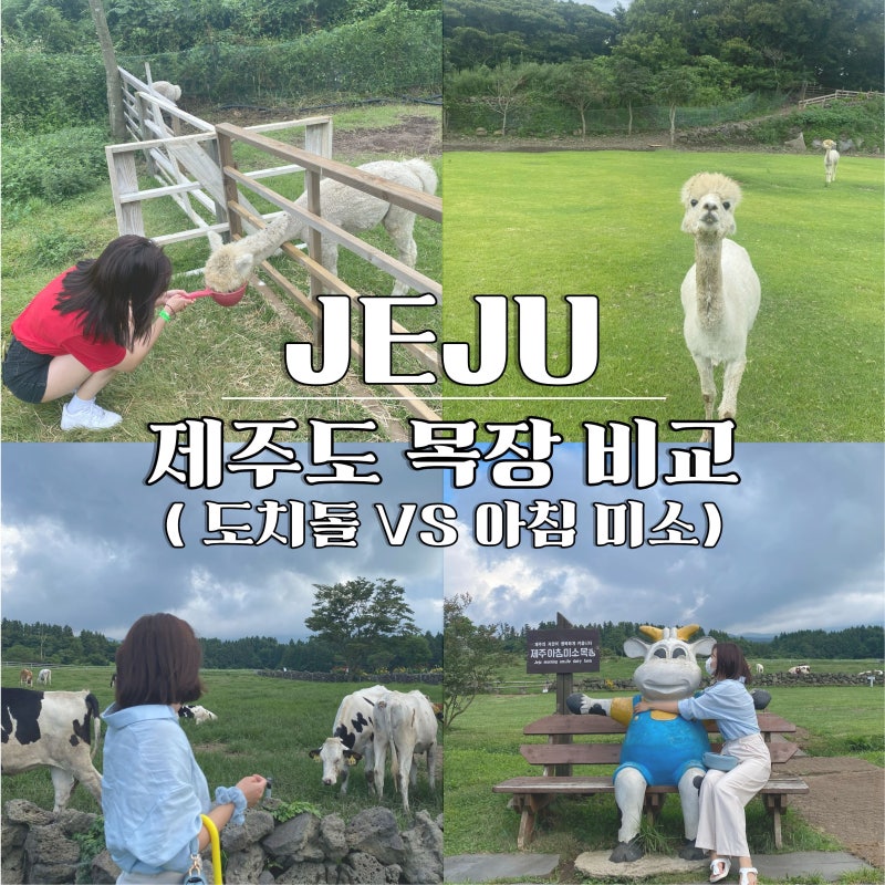 제주도 목장 체험 어디가 좋을까? 아침미소목장 vs 도치돌목장 솔직 비교