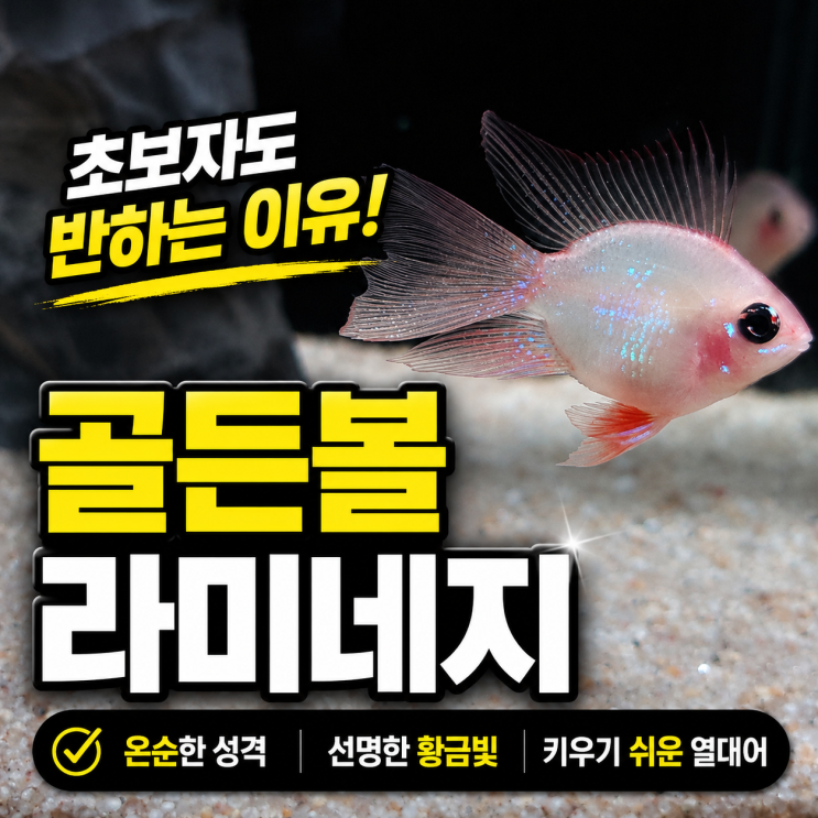 <b>골든볼</b> 라미네지 열대어 종류 중 초보자도 반하는 이유