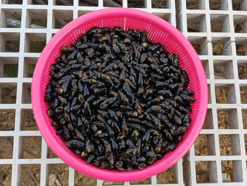 용문 개울에서 다슬기 한 소쿠리 건졌어요잡는 법부터 손질·요리법까지 다 알려드림!