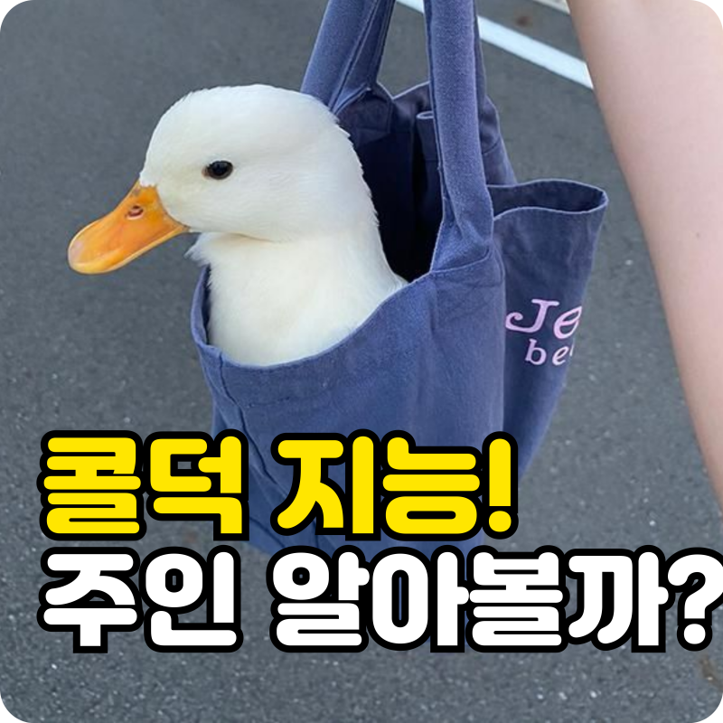 주인 알아볼까? 반려조 콜덕 오리 키우기 실제 성격과 지능의 실체