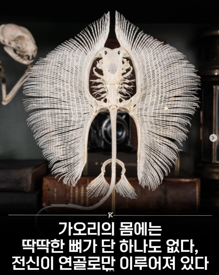 가오리의 몸에는 딱딱한 뼈가 단 하나도 없습니다.