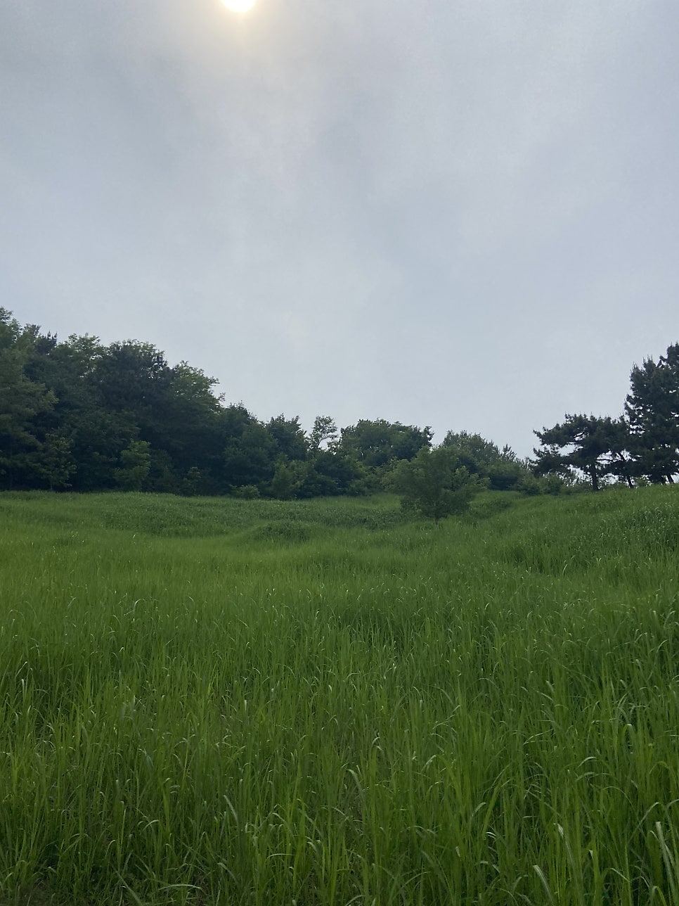 용용선생 배곧점 사진 5