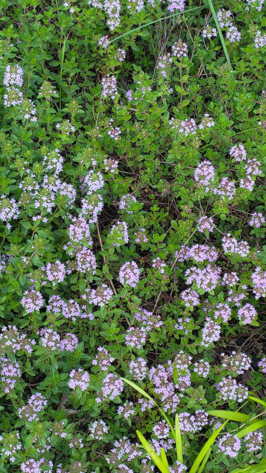 백리향 사진 4