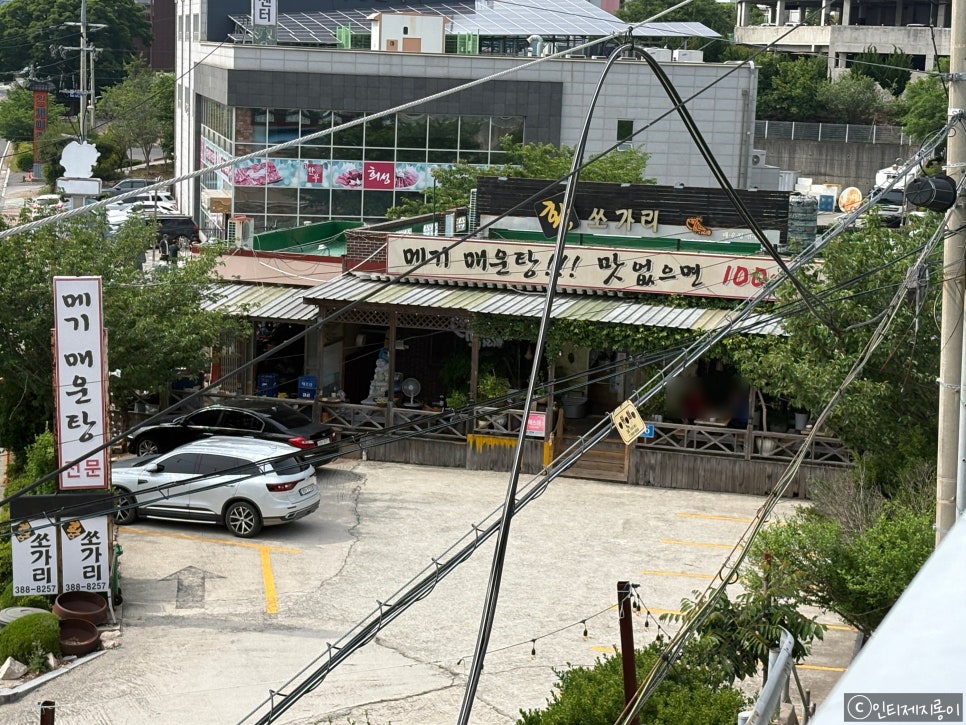 황쏘가리 사진 2