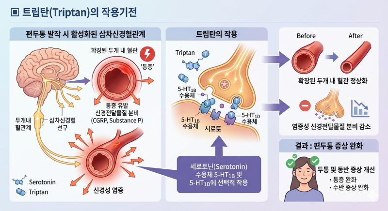 트립탄 (Triptan) | 편두통 치료제, 작용기전, 종류, 복용법