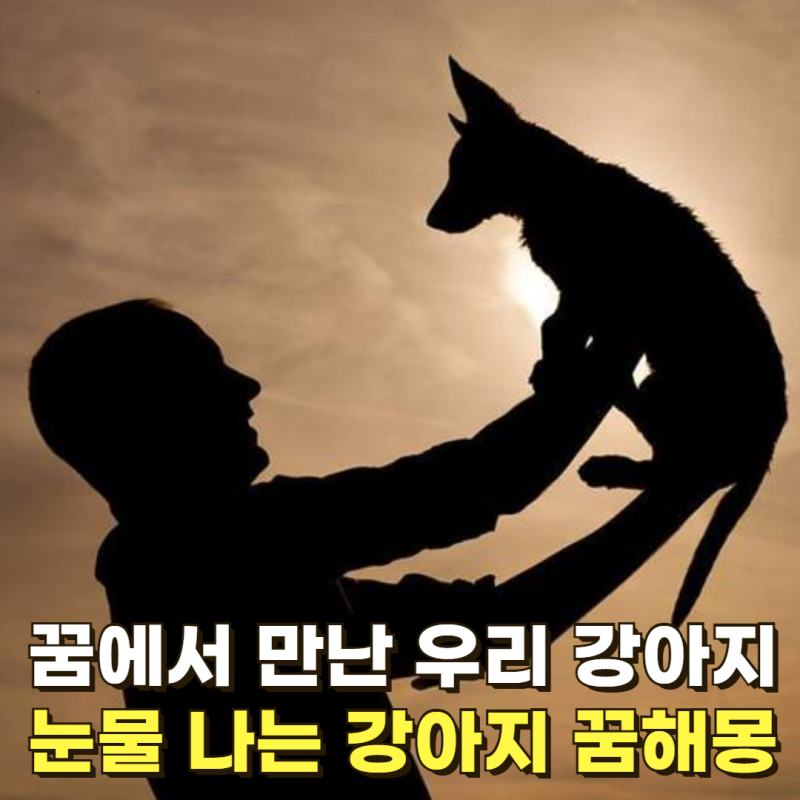 "꿈에서 만난 우리 강아지" 눈물나는 강아지 꿈해몽 TOP5