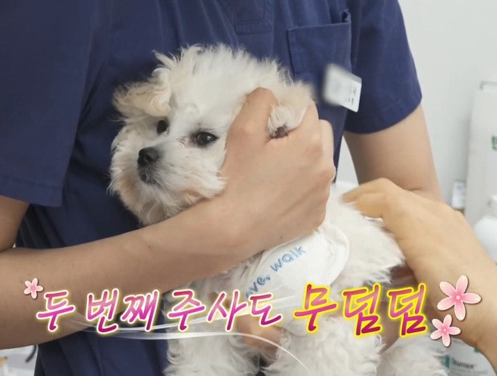 나혼자산다 전현무 강아지 순무 정체는? 유기견 입양 근황 공개