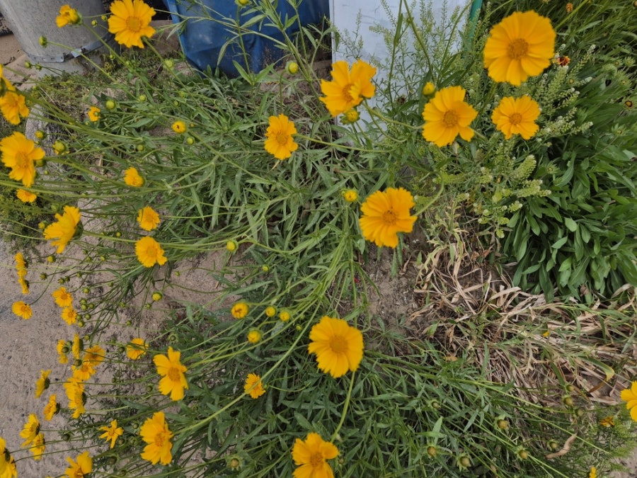 Hanagaekapesolyang photo 1