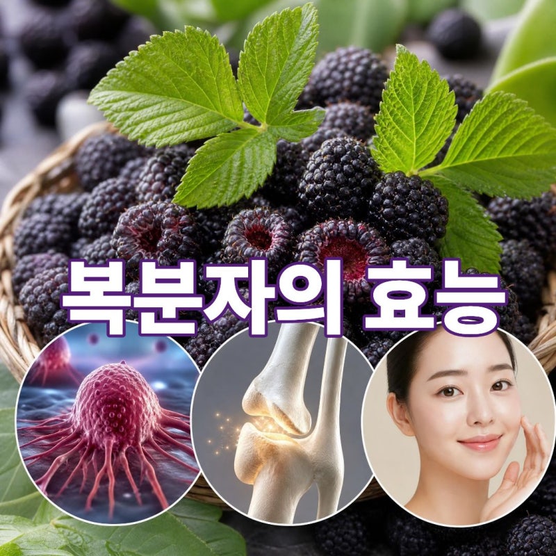 복분자 효능, 요강 뒤집는 정력제? 현대 의학이 밝혀낸 뜻밖의 항암·피부 반전 효능 총정리!