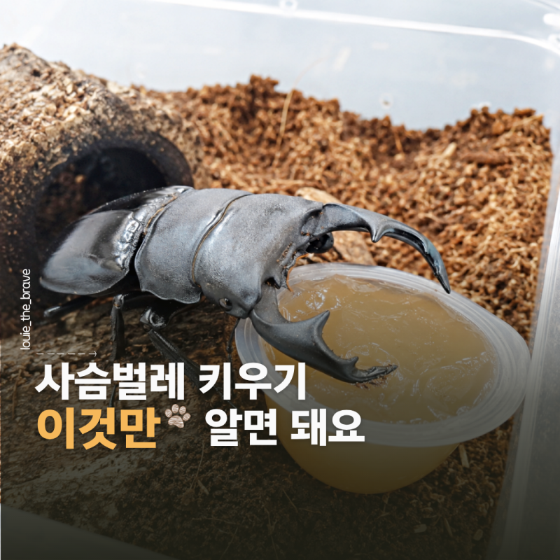 사슴벌레 키우기 성충 먹이 수명 온도 습도 진드기