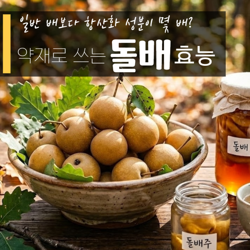 돌배 효능 부작용 일반 배와 차이? 담그는법