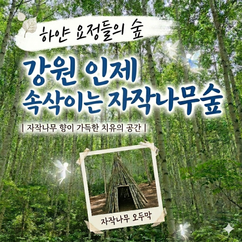 [강원-인제] 인제 원대리 자작나무숲▶속삭이는 자작나무 숲◀인제 힐링 여행